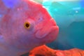 Glo fish aqarium red tietra. Red fish aquarium. Parrot Royalty Free Stock Photo