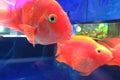 Glo fish aqarium red tietra. Red fish aquarium. Parrot Royalty Free Stock Photo