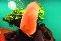 Glo fish aqarium red tietra. Red fish aquarium. Parrot Royalty Free Stock Photo