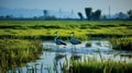 Global Biodiversity Protection Marking World Wetlands Day