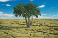 Global food crisis and drought warning Royalty Free Stock Photo
