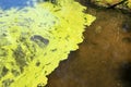 Global pollution of the environment and water. Dirty green water, flowering, reproduction of phytoplankton, algae in the lake,
