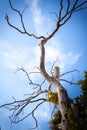 Global problem of land desertification. Dead and drought tree. Evidence of climate change