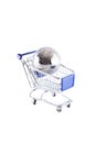 Global shopping cart Royalty Free Stock Photo