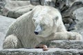 Global Warming Climate Change Crisis Polar Bear