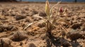 Global warming and climate changing concept. Dry plants from drought in the garden. Strong heat, dried plants on sunny