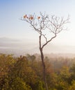 Global warming concept. Lonely dead tree under dramatic evening sunset sky at drought cracked desert landscape Royalty Free Stock Photo