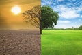 Global warming concept. A tree image showing of arid land changing environment Royalty Free Stock Photo