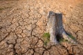 Global warming concept. A tree image showing of arid land changing environment Royalty Free Stock Photo