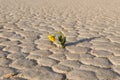 Yellow flower on dry cracked land. Royalty Free Stock Photo