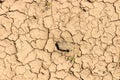 Arid and dry cracked land Royalty Free Stock Photo