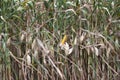 Global Warming and food crisis, corn field Royalty Free Stock Photo