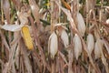 Global Warming and food crisis, corn field Royalty Free Stock Photo
