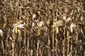 Global Warming and food crisis, corn field Royalty Free Stock Photo