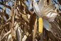 Global Warming and food crisis, corn field Royalty Free Stock Photo