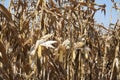 Global Warming and food crisis, corn field Royalty Free Stock Photo