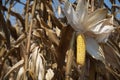 Global Warming and food crisis, corn field Royalty Free Stock Photo