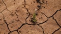 Global warming issue, cracked mud in the bottom of a river Royalty Free Stock Photo