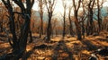Global warming, A panorama of a once lush forest, now with withered trees and scorched earth, indicating prolonged Royalty Free Stock Photo