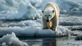 Global Warming A polar bear struggle to find footing on a melting ice walking on a thin ice