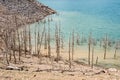 Global warming and water crisis. Dry shore of a lake with dead and dry trees due to the effects of drought. Consequences of