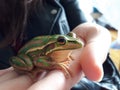 Globally Threatened Australian Frog Litorea Aurea Royalty Free Stock Photo