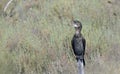 Pygmy Cormorant, Greece