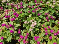 Globe Amaranth, or Bachelor Button, is a biennial plant with purple, red, white, pink and light purple flowers. Royalty Free Stock Photo