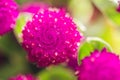 Globe Amaranth or Bachelor Button flower