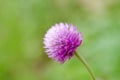 Globe Amaranth or Bachelor Button flower macro close-up shot in nature.