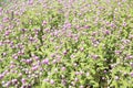 Globe amaranth or Bachelor Button or Gomphrena globosa in the garden for wallpaper or backgrpund Royalty Free Stock Photo