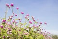 Globe amaranth or Bachelor Button or Gomphrena globosa in the garden for wallpaper or backgrpund Royalty Free Stock Photo