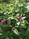 Globe amaranth, bachelor degree or comphrena globosa flower plant in the field