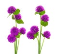 Globe amaranth beauty flower in white background Royalty Free Stock Photo