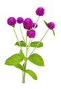 Globe amaranth beauty flower in white background. Royalty Free Stock Photo