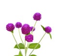 Globe amaranth beauty flower in white background. Royalty Free Stock Photo