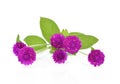 Globe amaranth beauty flower in white background. Royalty Free Stock Photo