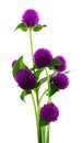 Globe amaranth beauty flower in white background. Royalty Free Stock Photo