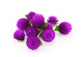 Globe amaranth beauty flower in white background. Royalty Free Stock Photo