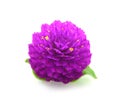 Globe amaranth beauty flower in white background. Royalty Free Stock Photo