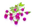 Globe amaranth beauty flower in white background. Royalty Free Stock Photo