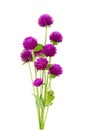 Globe amaranth beauty flower in white background Royalty Free Stock Photo