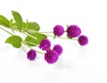 Globe amaranth beauty flower in white background. Royalty Free Stock Photo