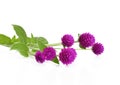 Globe amaranth beauty flower in white background. Royalty Free Stock Photo