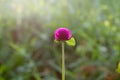 Globe amaranth in the everning light Royalty Free Stock Photo