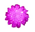 Globe amaranth flower or Bachelor Button with water drops isolated on white background top view Royalty Free Stock Photo