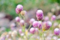 Globe Amaranth Flower blurred background