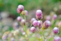 Globe Amaranth Flower with selective focus and blurred background