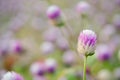 Globe Amaranth Flower with selective focus and blurred background