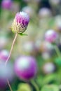 Globe Amaranth Flower with selective focus and blurred background